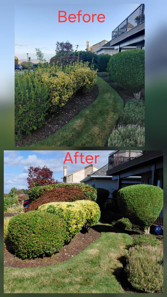 Before and after hedge trimming transformation at a multi-unit property