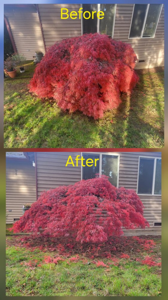 Before and after Japanese maple pruning showing careful, detailed work