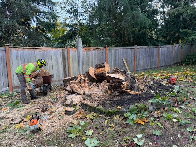 Worker with wheelbarrow cleaning up stump debris in backyard