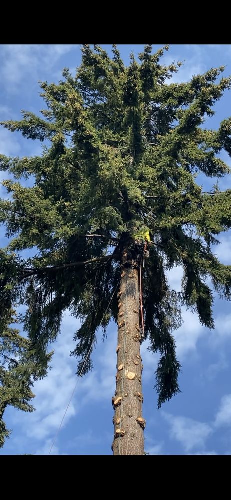 Saen Tree Removal Services arborist climbing a tall Douglas fir with ropes and safety equipment