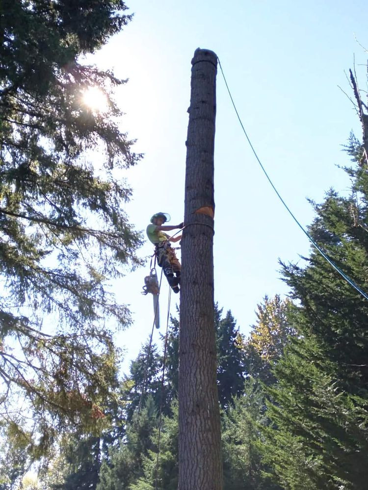 Climber ascending stripped trunk with ropes, sunlight through trees